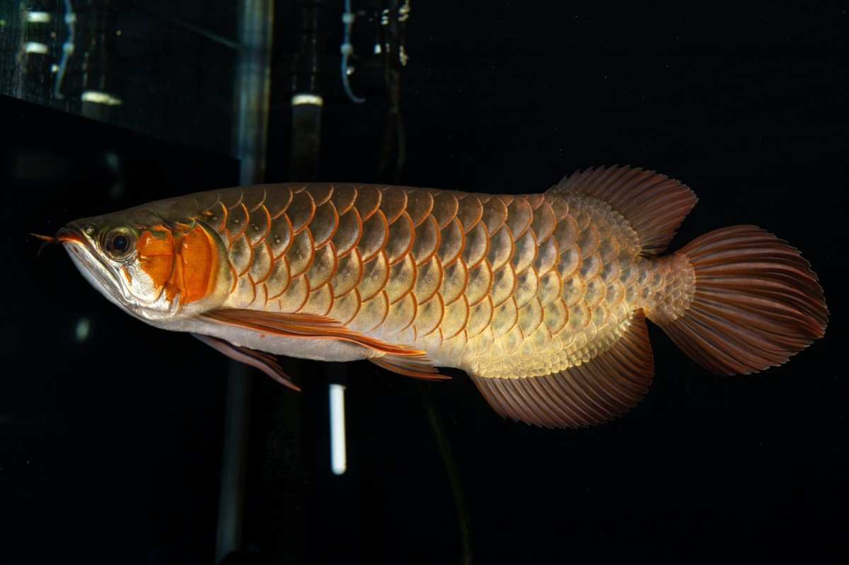 画像4: メタルレッド F4 NO.14（ディナミカカプアス産） (4)