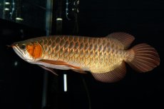 画像4: メタルレッド F4 NO.14（ディナミカカプアス産） (4)