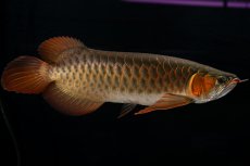 画像7: メタルレッド F4 NO.14（ディナミカカプアス産） (7)