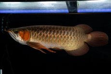 画像2: メタルレッド F4 NO.14（ディナミカカプアス産） (2)