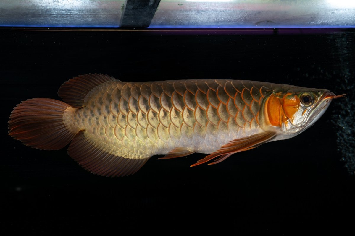 画像1: メタルレッド F4 NO.14（ディナミカカプアス産） (1)