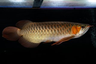 全商品 - アジアアロワナ専門店ラフレシア