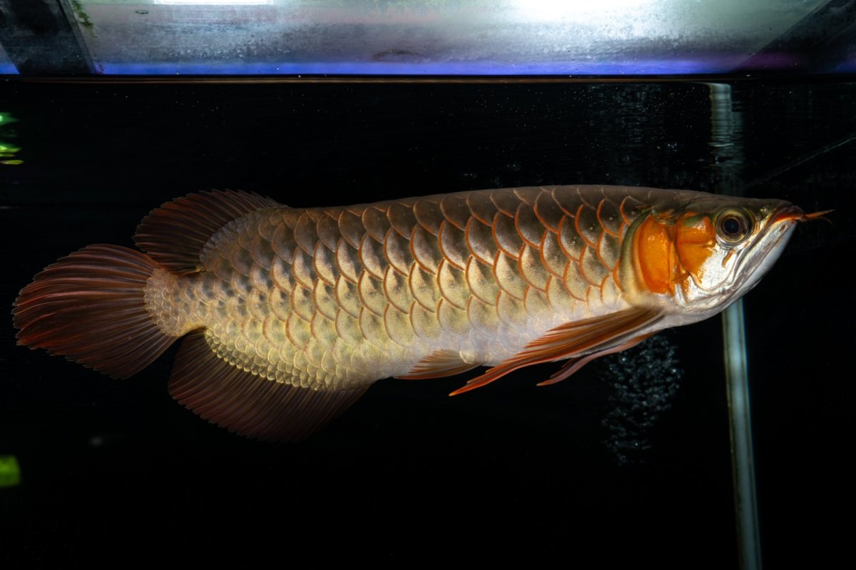 画像5: メタルレッド F4 NO.14（ディナミカカプアス産） (5)