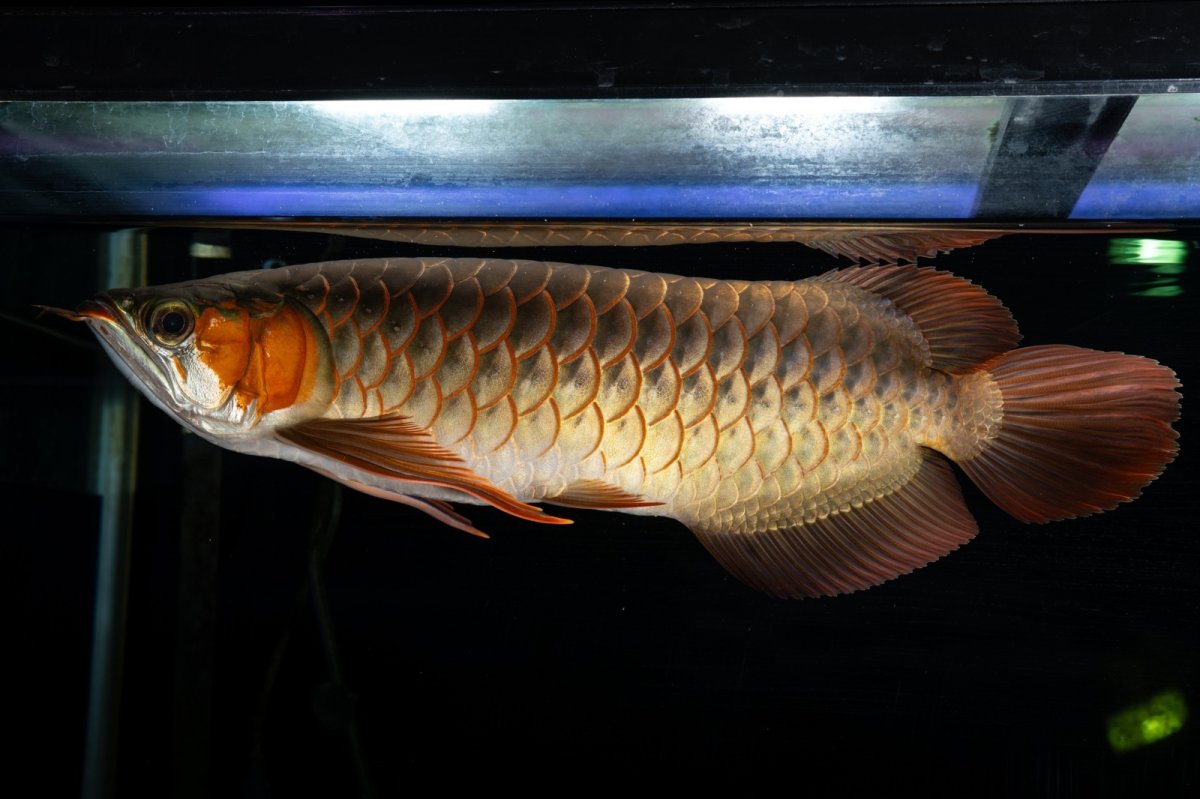 画像10: メタルレッド F4 NO.14（ディナミカカプアス産） (10)