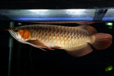 画像10: メタルレッド F4 NO.14（ディナミカカプアス産） (10)