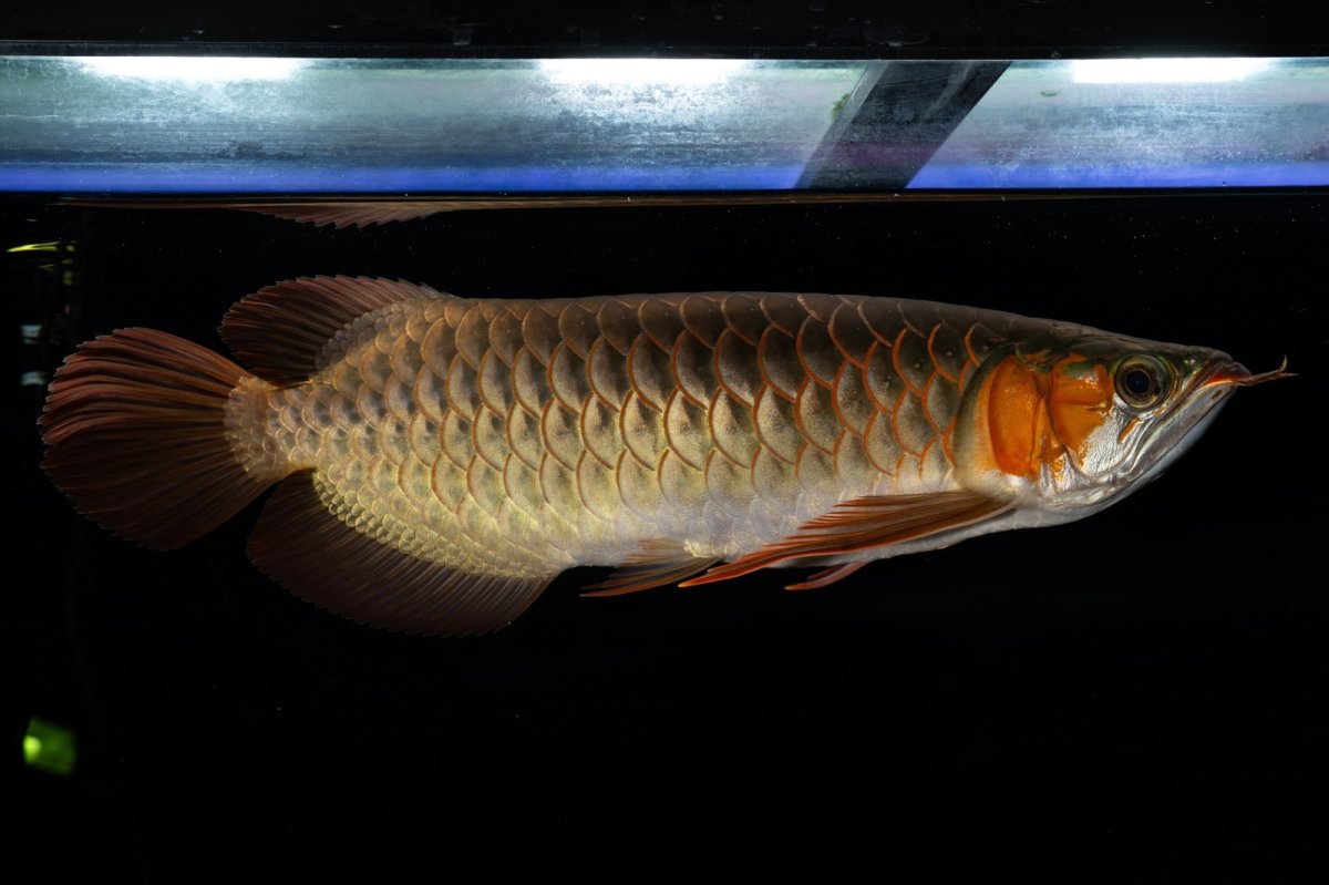 画像3: メタルレッド F4 NO.14（ディナミカカプアス産） (3)