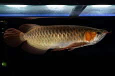 画像3: メタルレッド F4 NO.14（ディナミカカプアス産） (3)