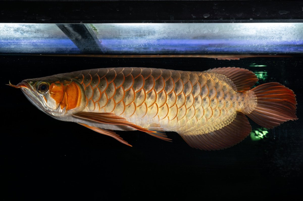 画像6: メタルレッド F4 NO.14（ディナミカカプアス産） (6)