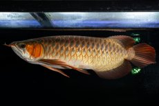 画像6: メタルレッド F4 NO.14（ディナミカカプアス産） (6)