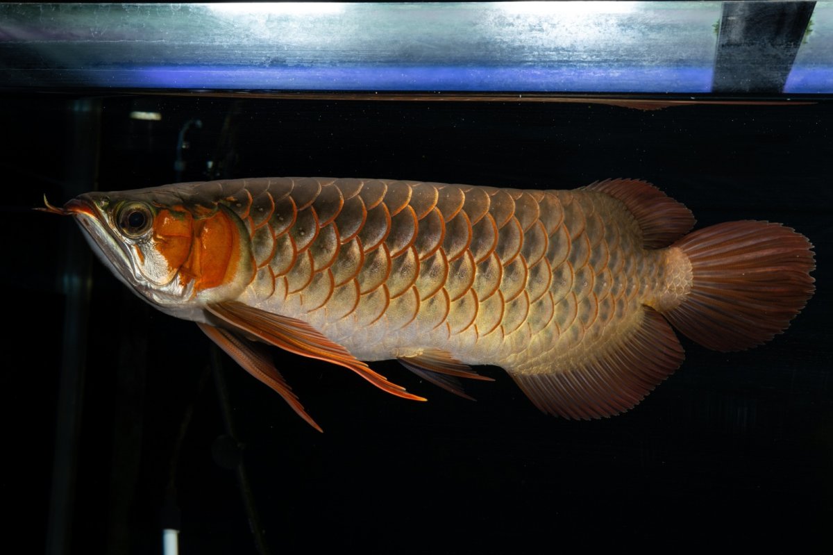 画像8: メタルレッド F4 NO.14（ディナミカカプアス産） (8)