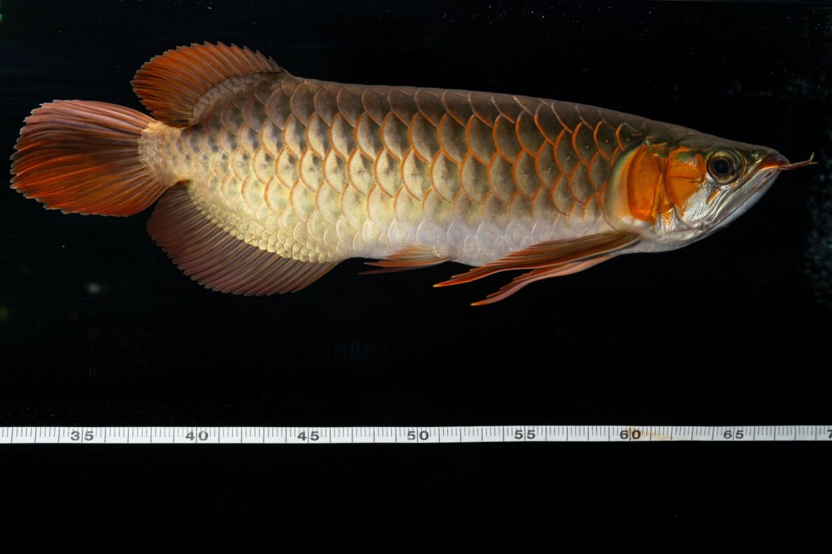 画像13: メタルレッド F4 NO.14（ディナミカカプアス産） (13)