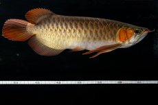 画像13: メタルレッド F4 NO.14（ディナミカカプアス産） (13)