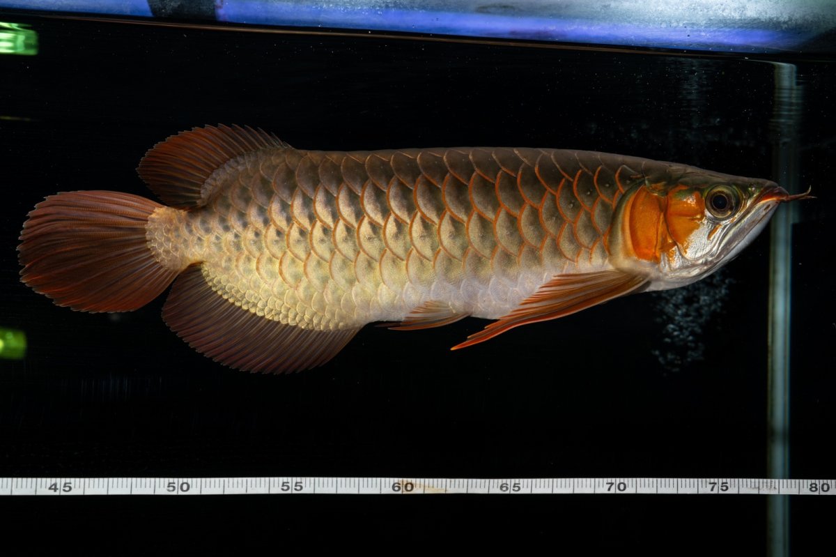 画像11: メタルレッド F4 NO.14（ディナミカカプアス産） (11)