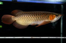 画像11: メタルレッド F4 NO.14（ディナミカカプアス産） (11)