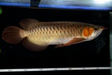 画像12: メタルレッド F4 NO.14（ディナミカカプアス産） (12)