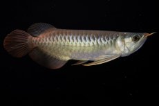 画像8: メタルレッド F3 NO.00（ディナミカカプアス産） (8)