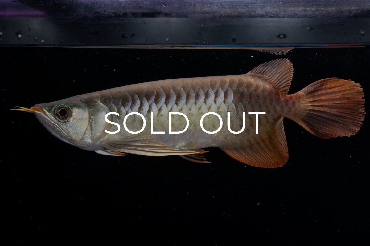 画像7: メタルレッド F3 NO.00（ディナミカカプアス産） (7)