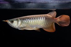 画像7: メタルレッド F3 NO.00（ディナミカカプアス産） (7)