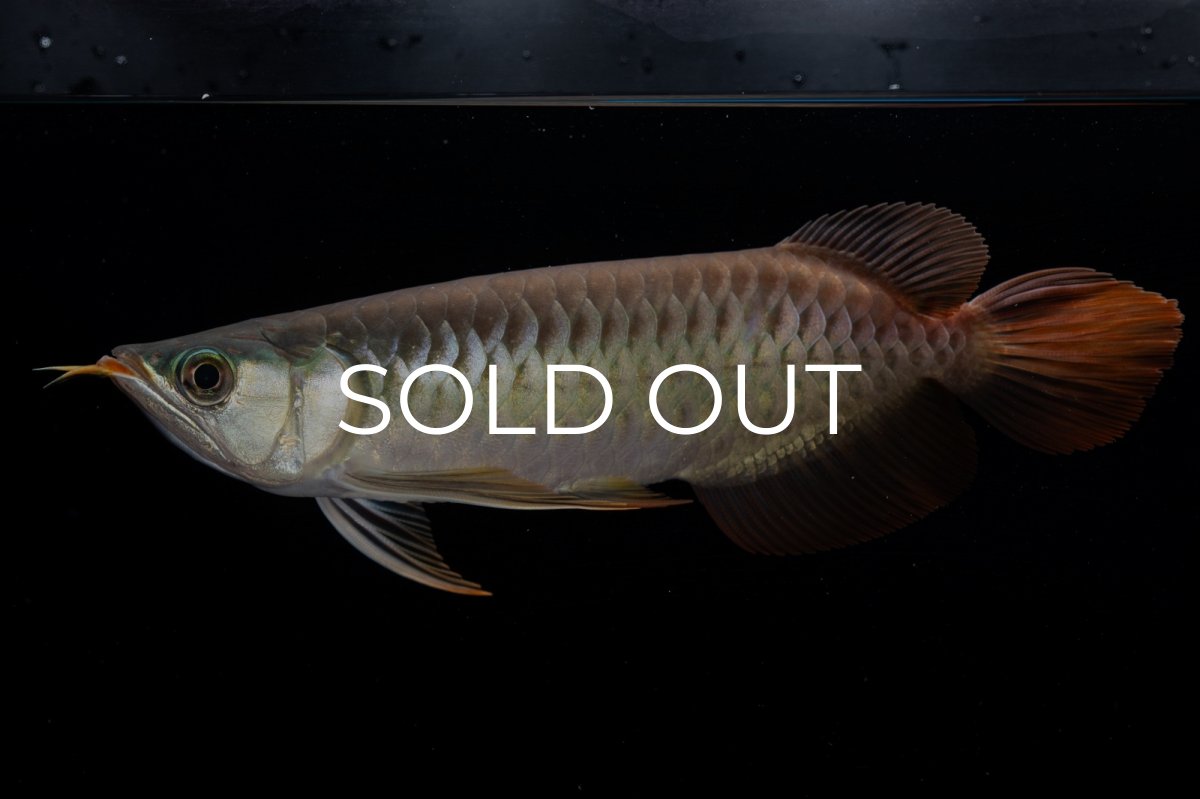 画像5: メタルレッド F3 NO.00（ディナミカカプアス産） (5)