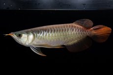 画像5: メタルレッド F3 NO.00（ディナミカカプアス産） (5)