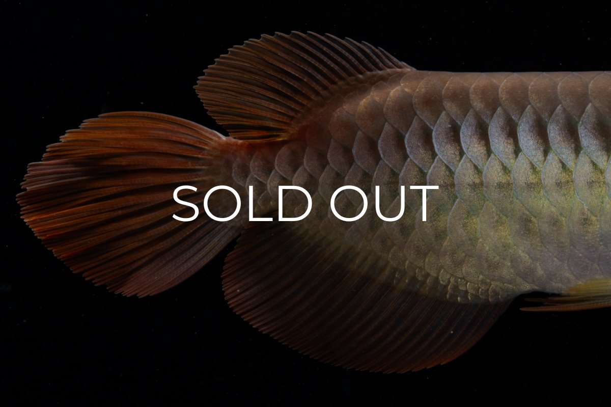 画像9: メタルレッド F3 NO.00（ディナミカカプアス産） (9)