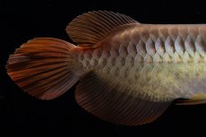 画像9: メタルレッド F3 NO.00（ディナミカカプアス産） (9)