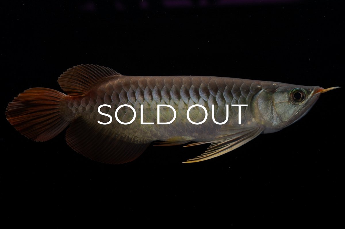 画像6: メタルレッド F3 NO.00（ディナミカカプアス産） (6)