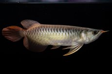 画像4: メタルレッド F3 NO.00（ディナミカカプアス産） (4)