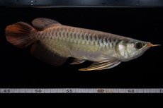 画像2: メタルレッド F3 NO.00（ディナミカカプアス産） (2)