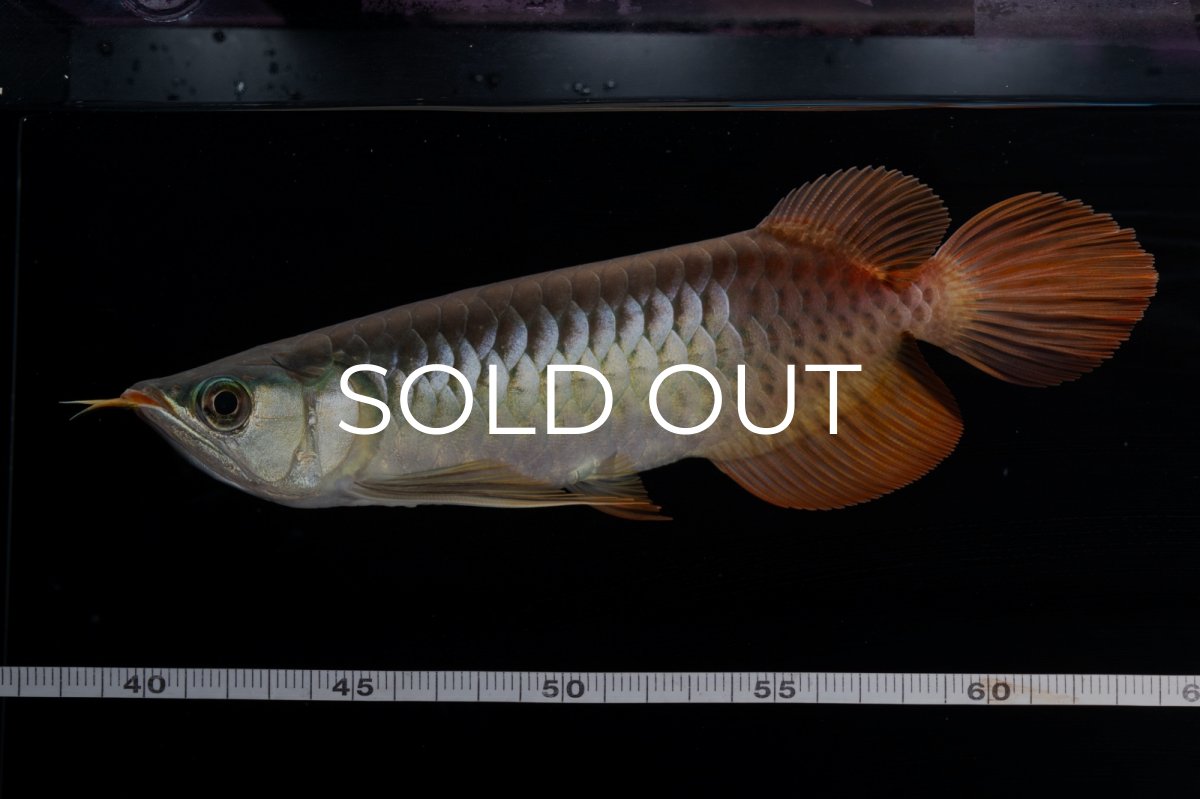 画像1: メタルレッド F3 NO.00（ディナミカカプアス産） (1)