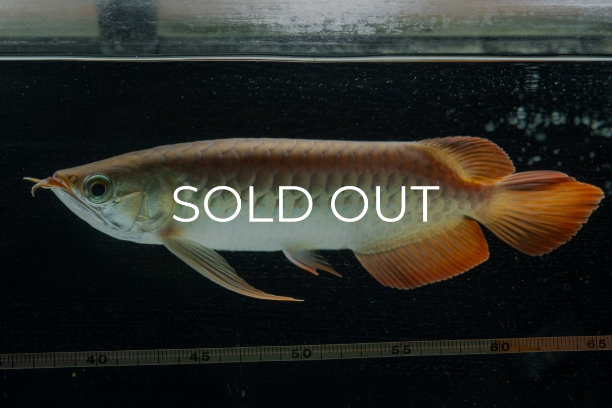 画像10: 【特価魚】スーパーレッド  NO.222（下取り魚） (10)