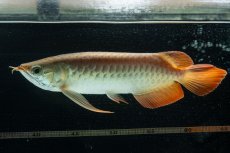 画像10: 【特価魚】スーパーレッド  NO.222（下取り魚） (10)