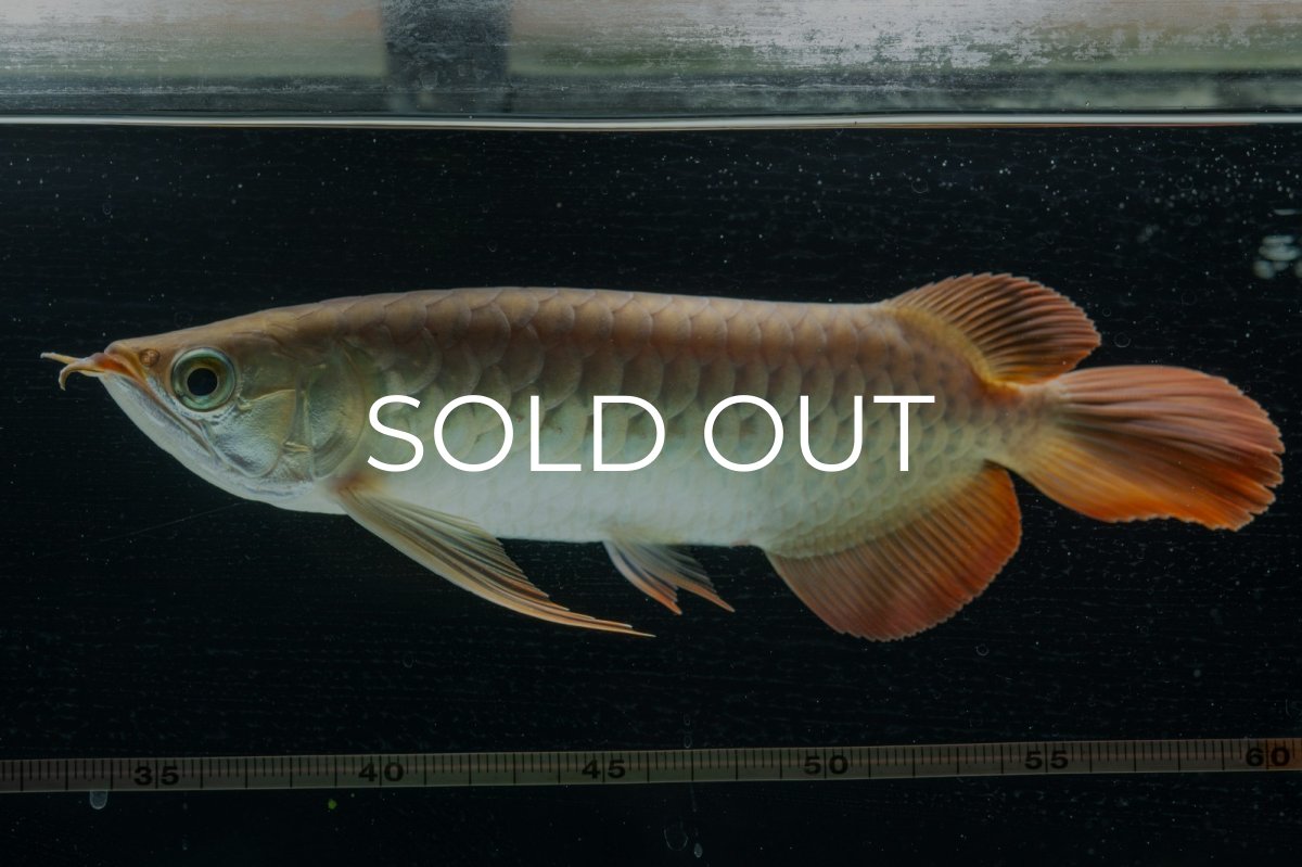 画像9: 【特価魚】スーパーレッド  NO.222（下取り魚） (9)