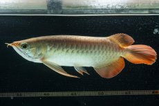 画像9: 【特価魚】スーパーレッド  NO.222（下取り魚） (9)