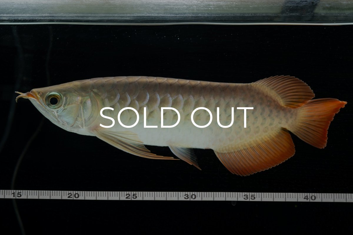 画像8: 【特価魚】スーパーレッド  NO.222（下取り魚） (8)