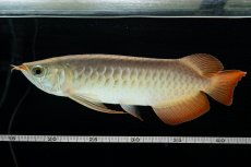 画像8: 【特価魚】スーパーレッド  NO.222（下取り魚） (8)