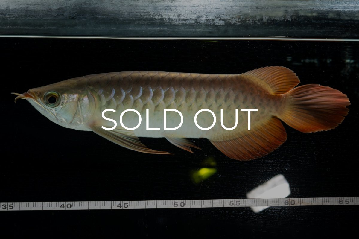 画像7: 【特価魚】スーパーレッド  NO.222（下取り魚） (7)