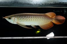 画像7: 【特価魚】スーパーレッド  NO.222（下取り魚） (7)