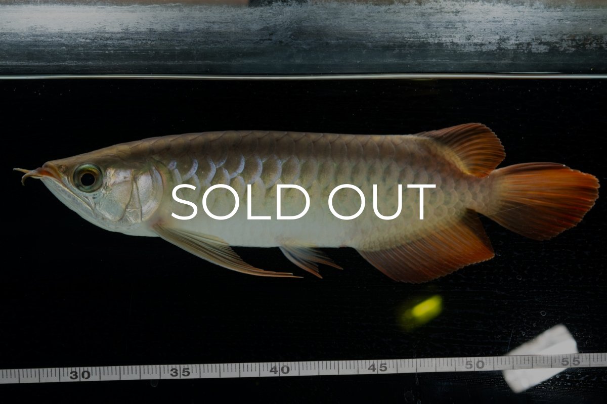 画像6: 【特価魚】スーパーレッド  NO.222（下取り魚） (6)