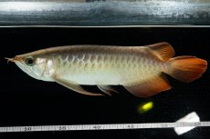 画像6: 【特価魚】スーパーレッド  NO.222（下取り魚） (6)