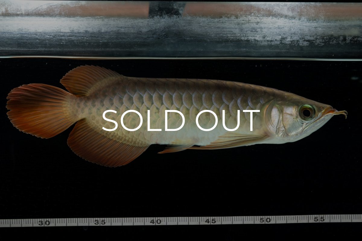 画像1: 【特価魚】スーパーレッド  NO.222（下取り魚） (1)