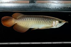 画像1: 【特価魚】スーパーレッド  NO.222（下取り魚） (1)