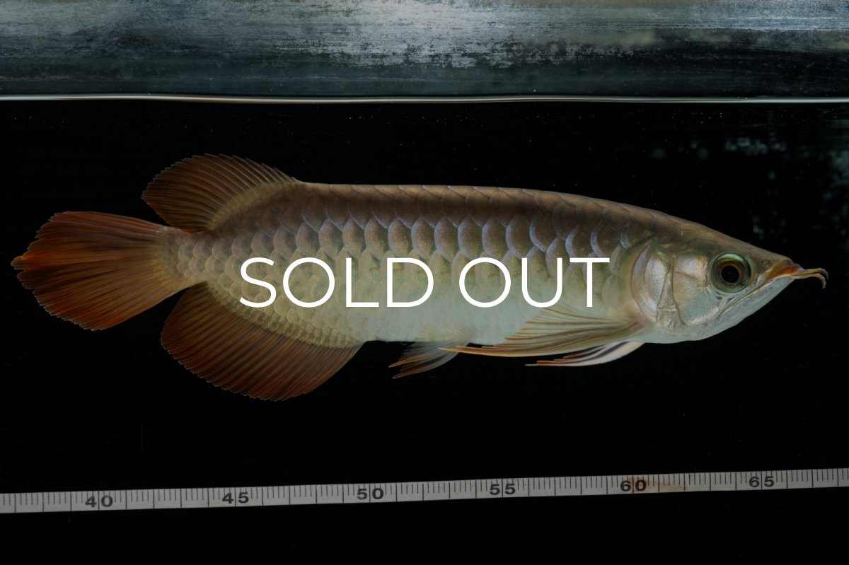 画像5: 【特価魚】スーパーレッド  NO.222（下取り魚） (5)