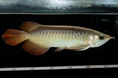 画像5: 【特価魚】スーパーレッド  NO.222（下取り魚） (5)