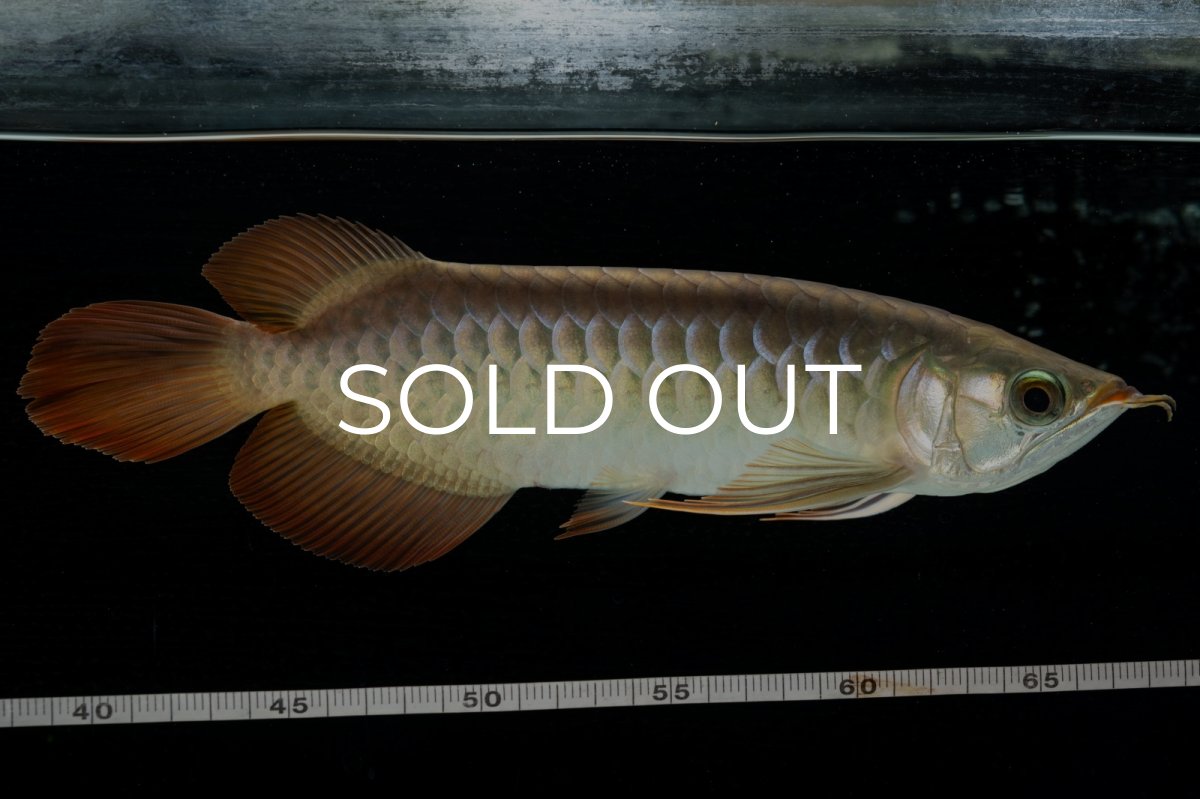 画像3: 【特価魚】スーパーレッド  NO.222（下取り魚） (3)