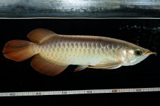 画像3: 【特価魚】スーパーレッド  NO.222（下取り魚） (3)