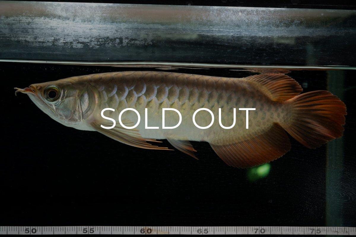 画像4: 【特価魚】スーパーレッド  NO.222（下取り魚） (4)