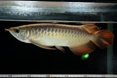 画像4: 【特価魚】スーパーレッド  NO.222（下取り魚） (4)