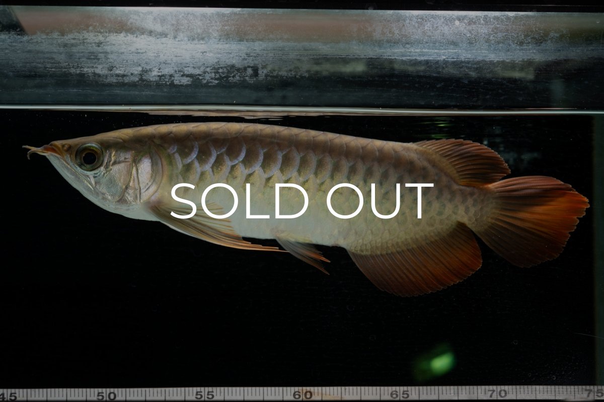 画像2: 【特価魚】スーパーレッド  NO.222（下取り魚） (2)