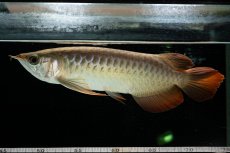 画像2: 【特価魚】スーパーレッド  NO.222（下取り魚） (2)